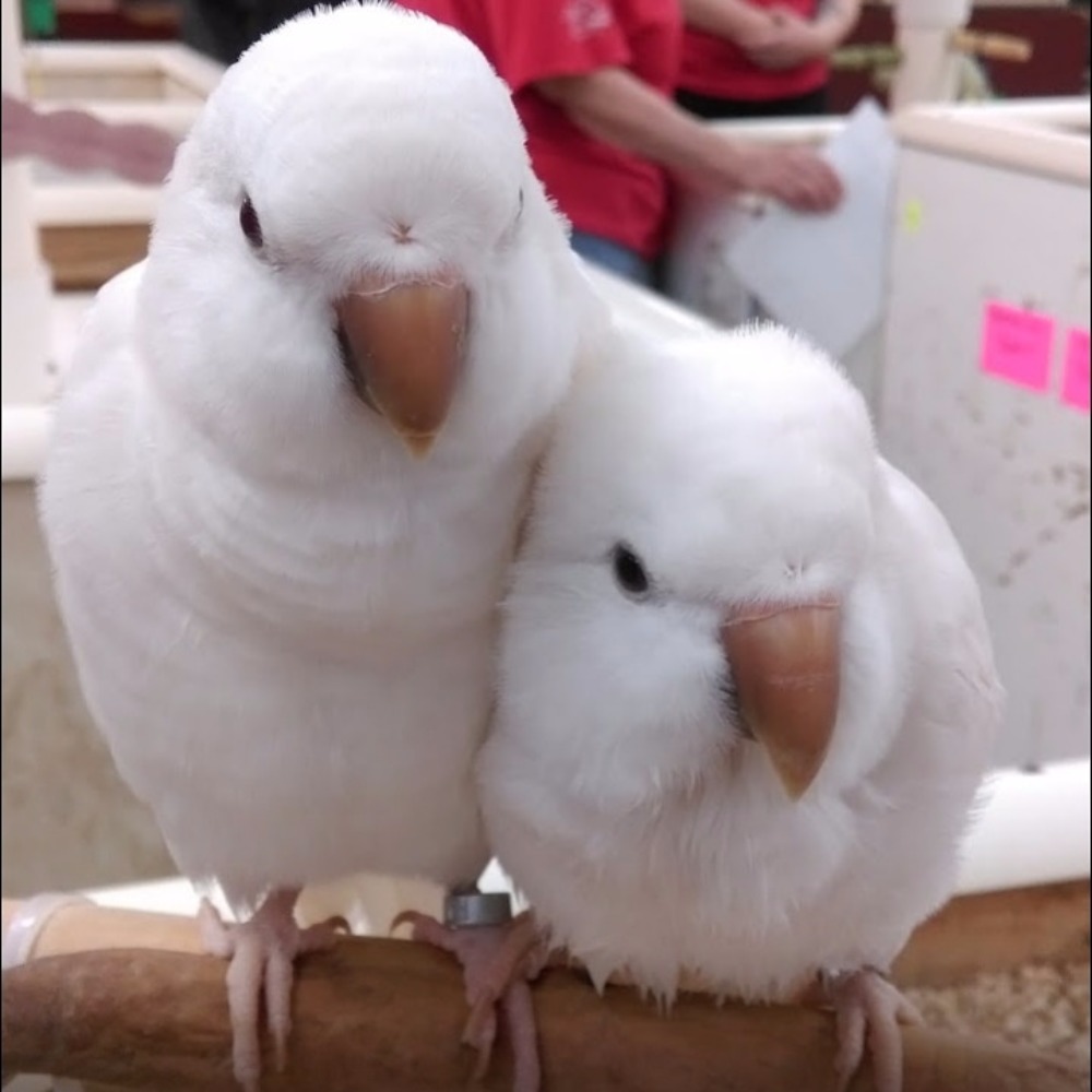 Meet your Posher, Celestial